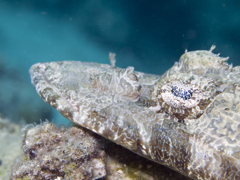 Sibuan, Crocodile Fish